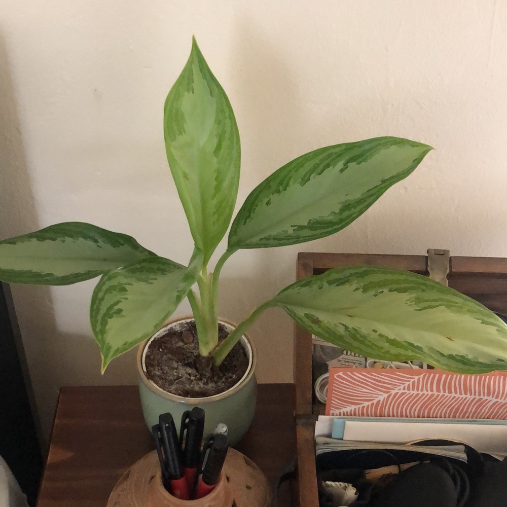 Chinese evergreen